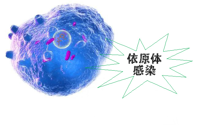 怎么不知不覺就感染了沙眼依原體呢？